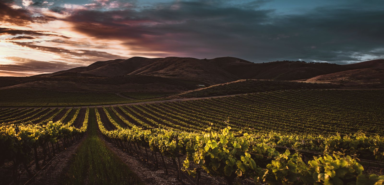 Vigneto al tramonto